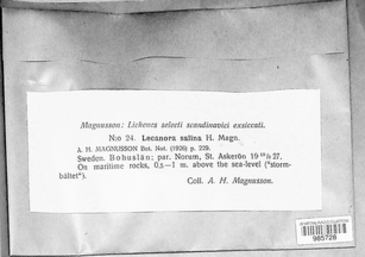 Polyozosia salina image